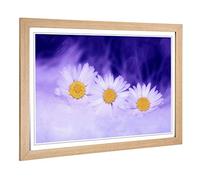 Big Box Art Framed Print of White Daisy Flower (5) Design | Wall Art Picture | Home Decor for Kitchen, Living, Dining Room, Lounge, Bedroom, Hallway, Office, Oak, A2 / 24.5x18 Inch / 62x45cm