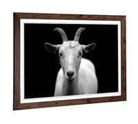 Big Box Art Framed Print of White Goat Design | Wall Art Picture | Home Decor for Kitchen, Living, Dining Room, Lounge, Bedroom, Hallway, Office, Walnut, A2 / 24.5x18 Inch / 62x45cm