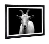 Big Box Art Framed Print of White Goat Design | Wall Art Picture | Home Decor for Kitchen, Living, Dining Room, Lounge, Bedroom, Hallway, Office, Black, A2 / 24.5x18 Inch / 62x45cm