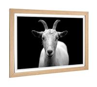 Big Box Art Framed Print of White Goat Design | Wall Art Picture | Home Decor for Kitchen, Living, Dining Room, Lounge, Bedroom, Hallway, Office, Oak, A2 / 24.5x18 Inch / 62x45cm