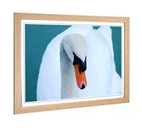 Big Box Art Framed Print of White Swan on a Lake 2 Design | Wall Art Picture | Home Decor for Kitchen, Living, Dining Room, Lounge, Bedroom, Hallway, Office, Oak, A2 / 24.5x18 Inch / 62x45cm