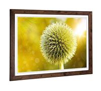 Big Box Art Framed Print of Yellow Flower Globe Thistle (2) Design | Wall Art Picture | Home Decor for Kitchen, Living Room, Bedroom, Hallway, Walnut, A2 / 24.5x18 Inch / 62x45cm