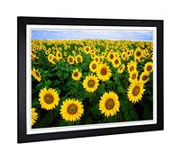 Big Box Art Framed Print of Yellow Sunflower Flowers Design | Wall Art Picture | Home Decor for Kitchen, Living, Dining Room, Bedroom, Hallway, Office, Black, A2 / 24.5x18 Inch / 62x45cm