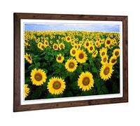 Big Box Art Framed Print of Yellow Sunflower Flowers Design | Wall Art Picture | Home Decor for Kitchen, Living, Dining Room, Bedroom, Hallway, Office, Walnut, A2 / 24.5x18 Inch / 62x45cm