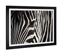 Big Box Art Framed Print of Zebra (4) Design | Wall Art Picture | Home Decor for Kitchen, Living, Dining Room, Lounge, Bedroom, Hallway, Office, Black, A2 / 24.5x18 Inch / 62x45cm
