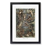 Big Box Art Frogs and Toads by Ernst Haeckel Framed Wall Art Picture Print Ready to Hang, Black A2 (62 x 45 cm)