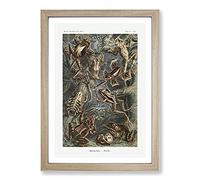 Big Box Art Frogs and Toads by Ernst Haeckel Framed Wall Art Picture Print Ready to Hang, Oak A2 (62 x 45 cm)