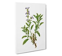 Big Box Art Garden Sage Flowers by Pierre-Joseph Redoute Canvas Wall Art Framed Picture Print, 30 x 20 Inch (76 x 50 cm), White, Green