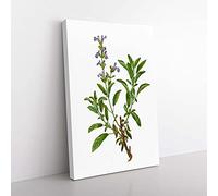 Big Box Art Garden Sage Flowers by Pierre-Joseph Redoute Canvas Wall Art Print Ready to Hang Picture, 76 x 50 cm (30 x 20 Inch), White, Green