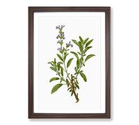 Big Box Art Garden Sage Flowers by Pierre-Joseph Redoute Framed Wall Art Picture Print Ready to Hang, Walnut A2 (62 x 45 cm)