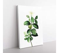 Big Box Art Gardenia Flowers by Pierre-Joseph Redoute Canvas Wall Art Print Ready to Hang Picture, 76 x 50 cm (30 x 20 Inch), White, Green