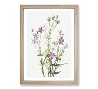 Big Box Art Gentianacease by Mary Vaux Walcott Framed Wall Art Picture Print Ready to Hang, Oak A2 (62 x 45 cm)