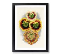 Big Box Art Geranium Leaves by Benjamin Fawcett Framed Wall Art Picture Print Ready to Hang, Black A2 (62 x 45 cm)