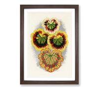 Big Box Art Geranium Leaves by Benjamin Fawcett Framed Wall Art Picture Print Ready to Hang, Walnut A2 (62 x 45 cm)