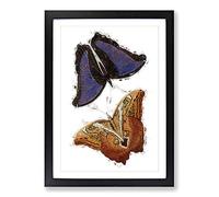 Big Box Art Giant Butterflies by George Shaw Framed Wall Art Picture Print Ready to Hang, Black A2 (62 x 45 cm)