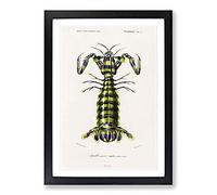 Big Box Art Giant Mantis Shrimp by Charles d' Orbigny Framed Wall Art Picture Print Ready to Hang, Black A2 (62 x 45 cm)