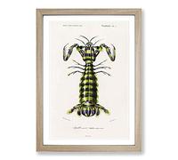 Big Box Art Giant Mantis Shrimp by Charles d' Orbigny Framed Wall Art Picture Print Ready to Hang, Oak A2 (62 x 45 cm)