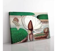 Big Box Art Gigantic Water Lily in Bloom by William Sharp Canvas Wall Art Print Ready to Hang Picture, 76 x 50 cm (30 x 20 Inch), White, Grey, Green, Brown, Green