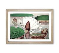 Big Box Art Gigantic Water Lily in Bloom by William Sharp Framed Wall Art Picture Print Ready to Hang, Oak A2 (62 x 45 cm)