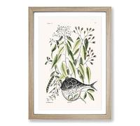 Big Box Art Globe Fish by Mark Catesby Framed Wall Art Picture Print Ready to Hang, Oak A2 (62 x 45 cm)