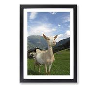 Big Box Art Goat in Austria Mountain Landscape Framed Wall Art Picture Print Ready to Hang, Oak A2 (62 x 45 cm)