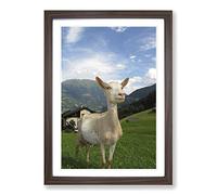 Big Box Art Goat in Austria Mountain Landscape Framed Wall Art Picture Print Ready to Hang, Walnut A2 (62 x 45 cm)