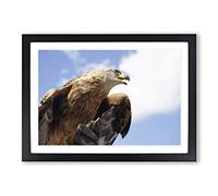 Big Box Art Golden Eagle Bird Framed Wall Art Picture Print Ready to Hang, Oak A2 (62 x 45 cm)