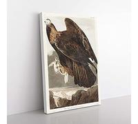 Big Box Art Golden Eagle by John James Audubon Canvas Wall Art Print Ready to Hang Picture, 76 x 50 cm (30 x 20 Inch), White, Brown, Green, Grey