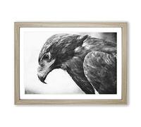 Big Box Art Golden Eagle Vol.2 Painting Framed Wall Art Picture Print Ready to Hang, Oak A2 (62 x 45 cm)