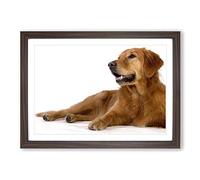 Big Box Art Golden Retriever Dog (2) Framed Wall Art Picture Print Ready to Hang, Walnut A2 (62 x 45 cm)
