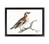 Big Box Art Goldfinch by Johan Teyler Framed Wall Art Picture Print Ready to Hang, Black A2 (62 x 45 cm)