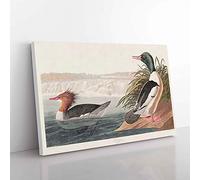 Big Box Art Goosander Ducks by John James Audubon Canvas Wall Art Print Ready to Hang Picture, 76 x 50 cm (30 x 20 Inch), White, Green, Brown, Grey, Brown