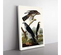 Big Box Art Goshawks & Stanley Hawk by John James Audubon Canvas Wall Art Print Ready to Hang Picture, 76 x 50 cm (30 x 20 Inch), White, Green, Black, Grey, Brown