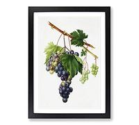 Big Box Art Grape Vine from Ischia by Giorgio Gallesio Framed Wall Art Picture Print Ready to Hang, Black A2 (62 x 45 cm)