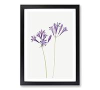 Big Box Art Grass Nut by Mary Vaux Walcott Framed Wall Art Picture Print Ready to Hang, Black A2 (62 x 45 cm)