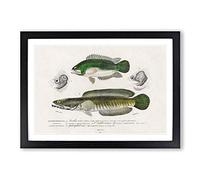 Big Box Art Green Fish Illustrations by Charles d' Orbigny Framed Wall Art Picture Print Ready to Hang, Black A2 (62 x 45 cm)