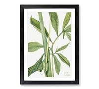 Big Box Art Greendragon by Mary Vaux Walcott Framed Wall Art Picture Print Ready to Hang, Black A2 (62 x 45 cm)