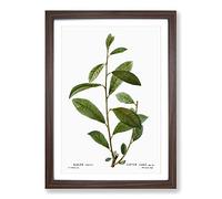 Big Box Art Grey Willow Tree Branch by Pierre-Joseph Redoute Framed Wall Art Picture Print Ready to Hang, Walnut A2 (62 x 45 cm)