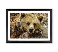 Big Box Art Grizzly Brown Bear Framed Wall Art Picture Print Ready to Hang, Oak A2 (62 x 45 cm)