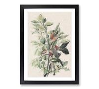 Big Box Art Ground Doves by John James Audubon Framed Wall Art Picture Print Ready to Hang, Black A2 (62 x 45 cm)