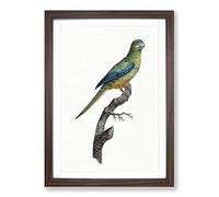 Big Box Art Ground Parakeet by F. Levaillant Framed Wall Art Picture Print Ready to Hang, Walnut A2 (62 x 45 cm)