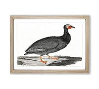 Big Box Art Guinea Fowl by Johan Teyler Framed Wall Art Picture Print Ready to Hang, Oak A2 (62 x 45 cm)