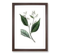 Big Box Art Gum Benjamin Tree Illustration Framed Wall Art Picture Print Ready to Hang, Walnut A2 (62 x 45 cm)