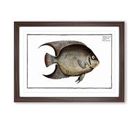 Big Box Art Hairy Angel-Fish by M.E. Bloch Framed Wall Art Picture Print Ready to Hang, Walnut A2 (62 x 45 cm)