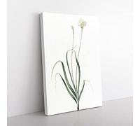Big Box Art Hairy Garlic Flowers by Pierre-Joseph Redoute Canvas Wall Art Print Ready to Hang Picture, 76 x 50 cm (30 x 20 Inch), White, Grey, Green