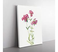 Big Box Art Hairy Phlox by Mary Vaux Walcott Canvas Wall Art Print Ready to Hang Picture, 76 x 50 cm (30 x 20 Inch), White, Green, Pink