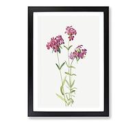 Big Box Art Hairy Phlox by Mary Vaux Walcott Framed Wall Art Picture Print Ready to Hang, Black A2 (62 x 45 cm)