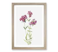 Big Box Art Hairy Phlox by Mary Vaux Walcott Framed Wall Art Picture Print Ready to Hang, Oak A2 (62 x 45 cm)