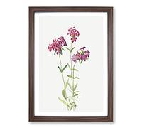 Big Box Art Hairy Phlox by Mary Vaux Walcott Framed Wall Art Picture Print Ready to Hang, Walnut A2 (62 x 45 cm)