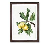 Big Box Art Hawthorn Apple Tree by Giorgio Gallesio Framed Wall Art Picture Print Ready to Hang, Walnut A2 (62 x 45 cm)